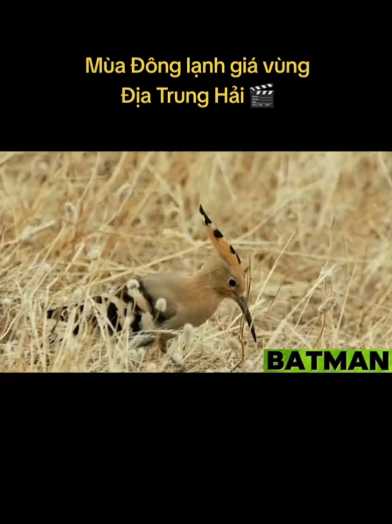 @🌏 BATMAN