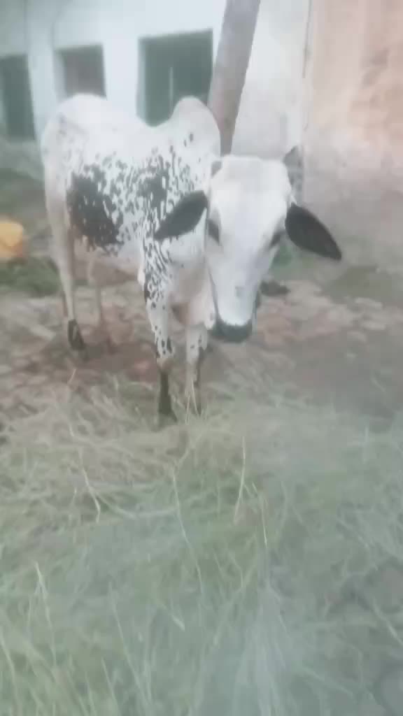 @Ali Khan