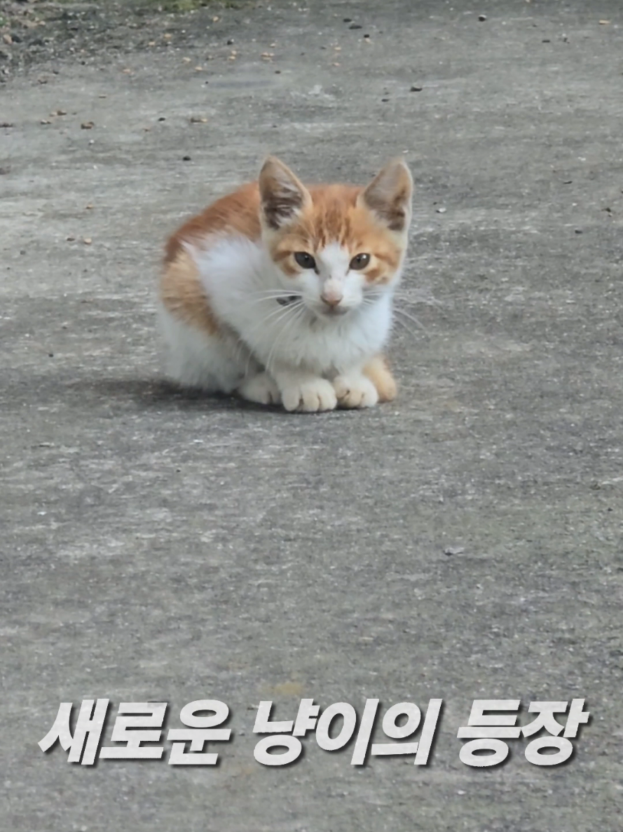 @유튜브 윤파머 납작복숭아