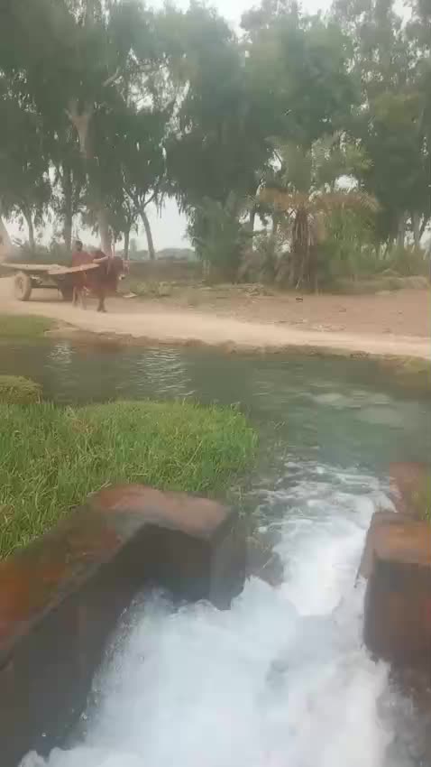@بلی والا 12