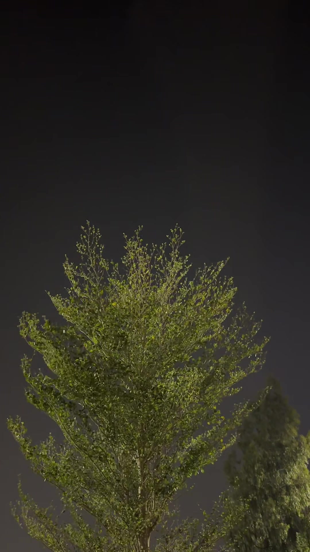 @𝑅𝐴𝑊𝐴𝑁 ♡ ︎