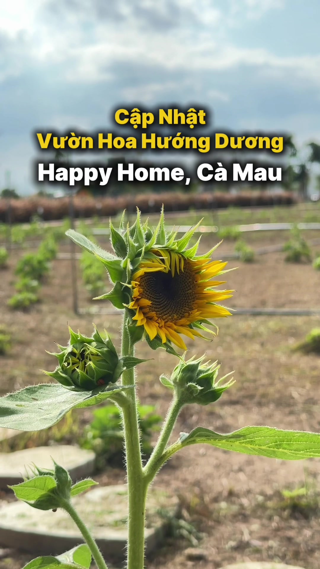 @B&eacute; Rồng
