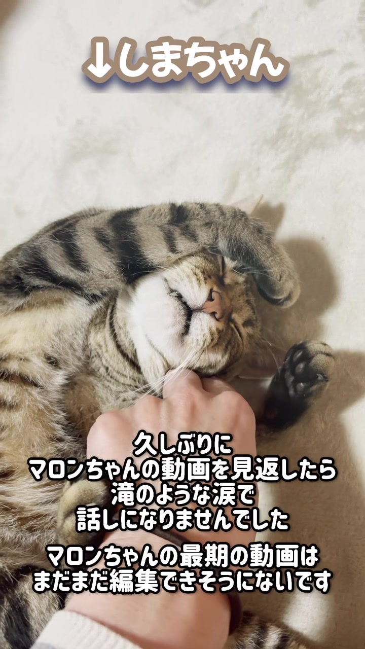 @ねこぷにもふ｜ホワイトシェパードのハクちゃん
