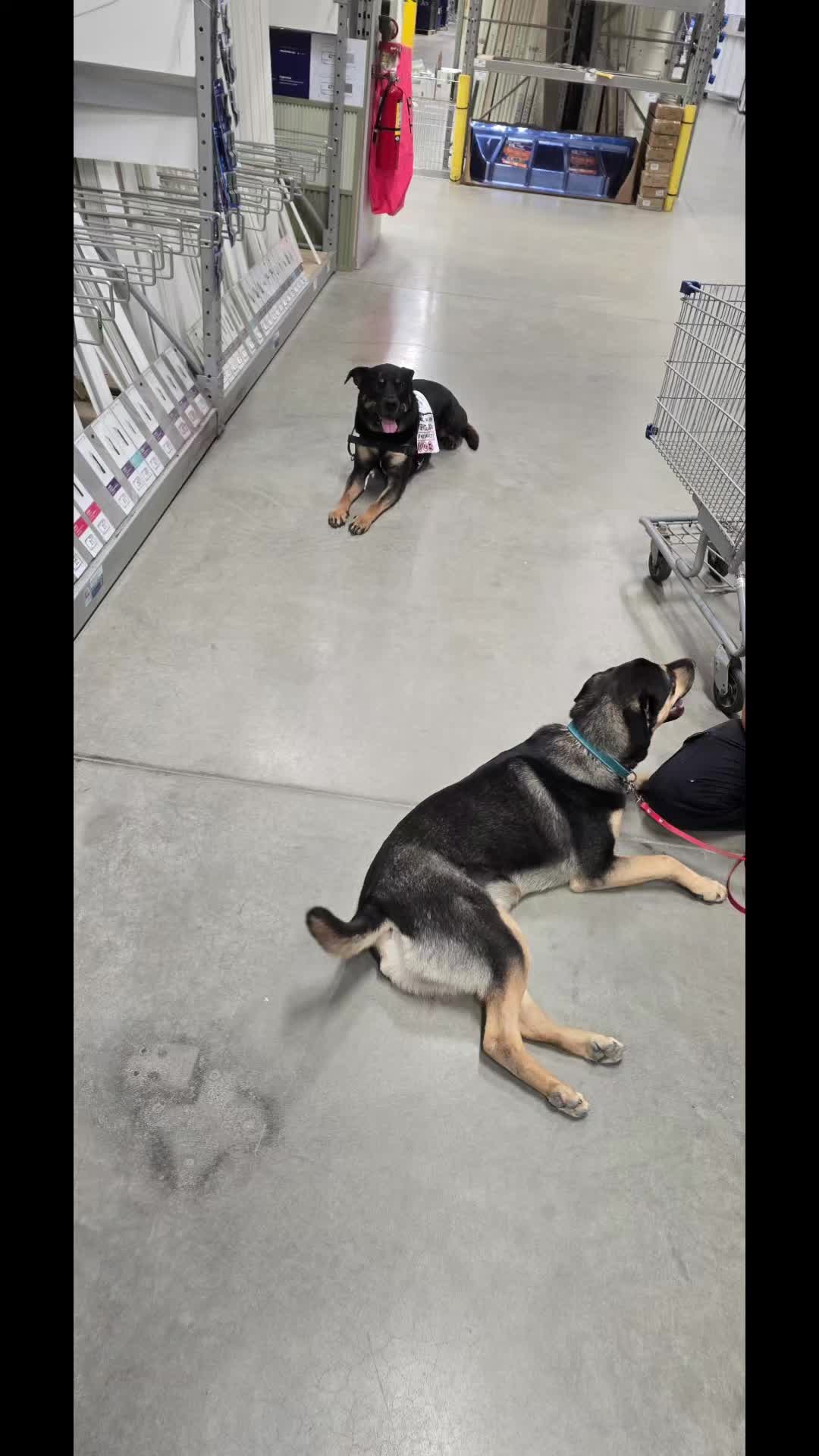 @Kairo's K9s Training 🇨🇦