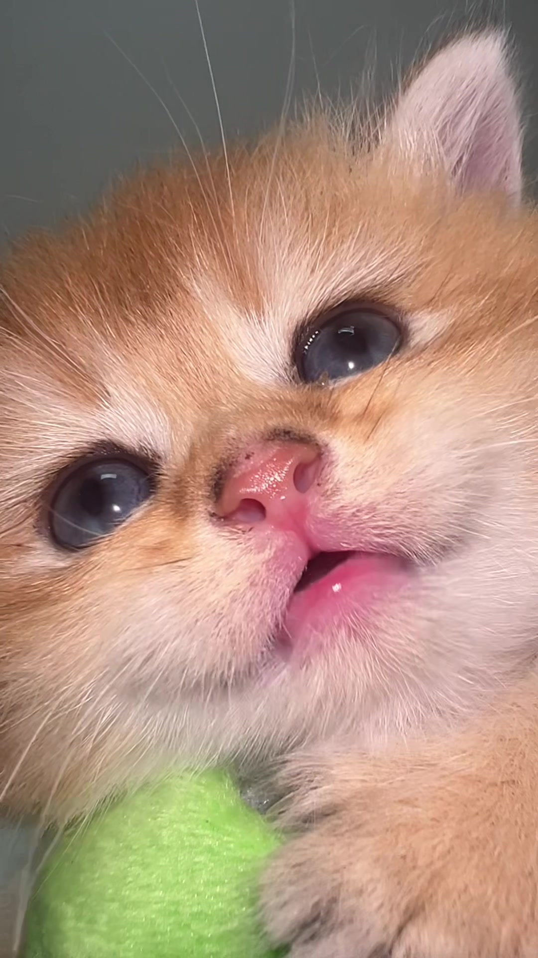 @Soothing Cats😻