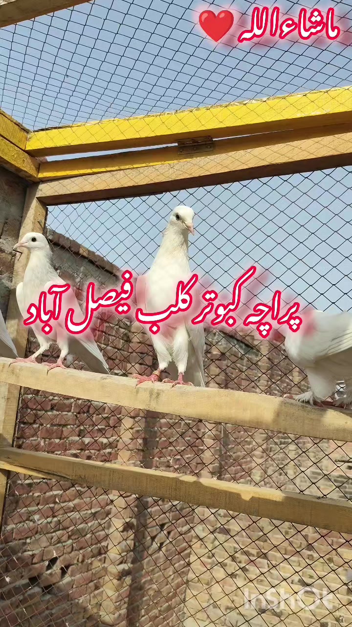 @پراچہ کبوتر کلب💪💪