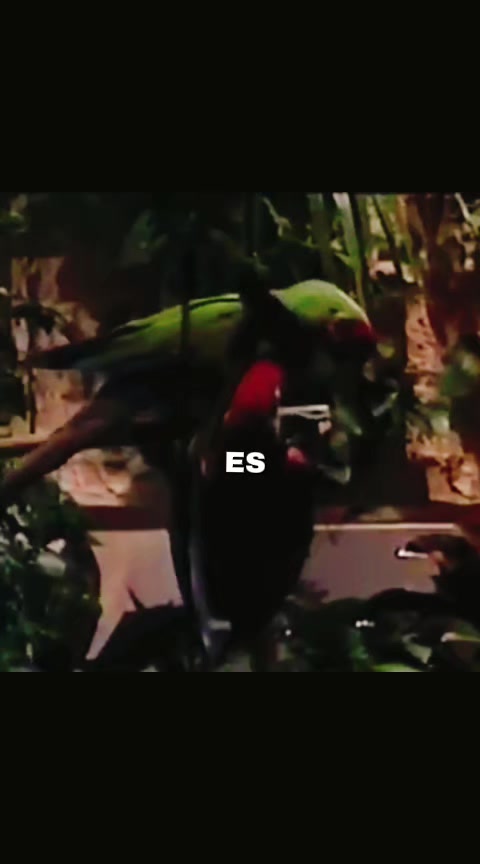 @M&uacute;sica 🎵🎵