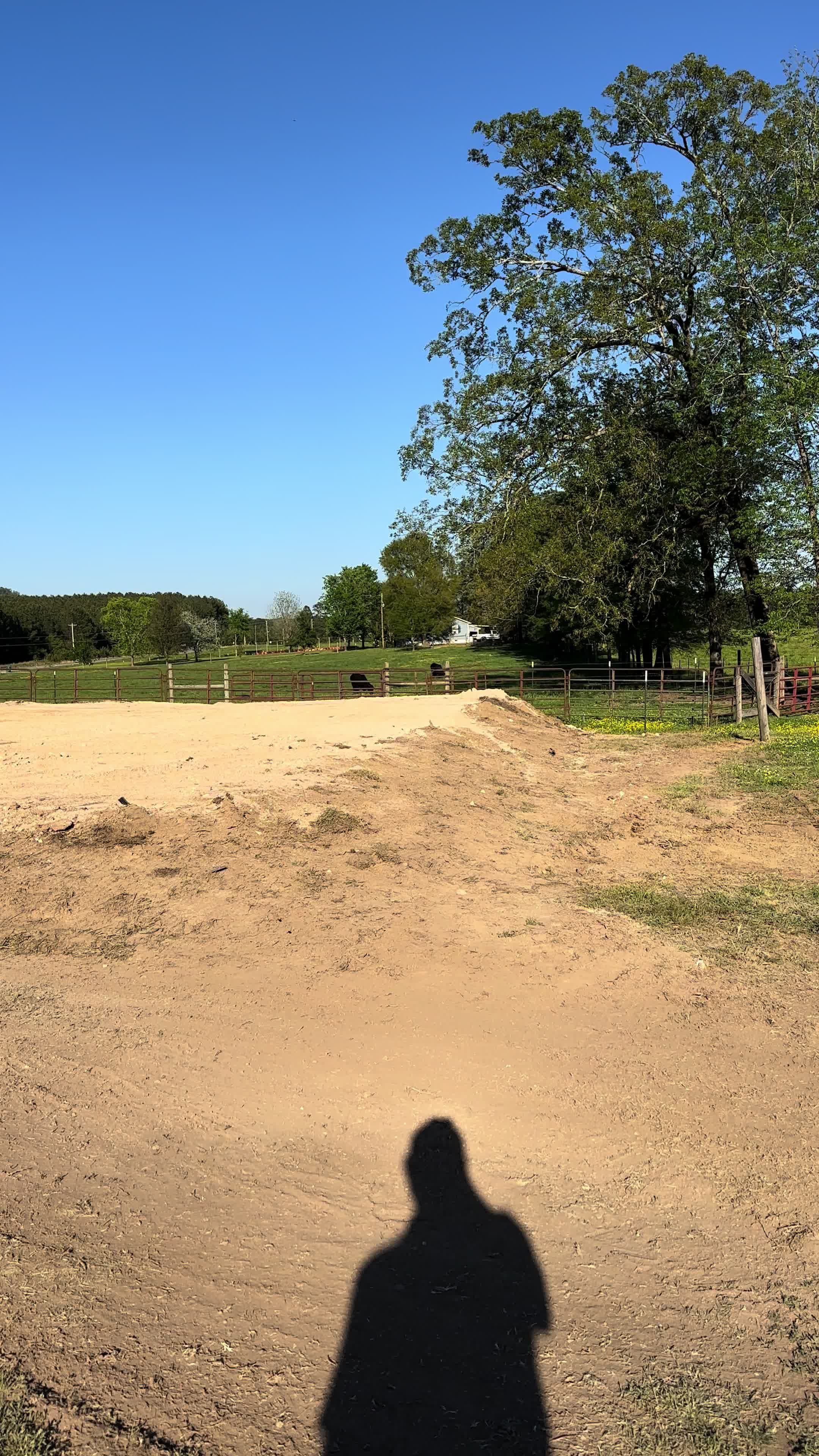 @Sunshine Acres Brangus