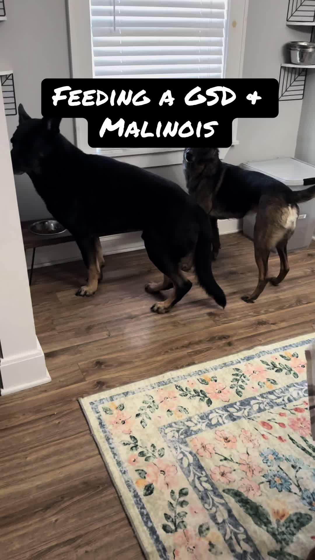 @DivineCanineDogTraining