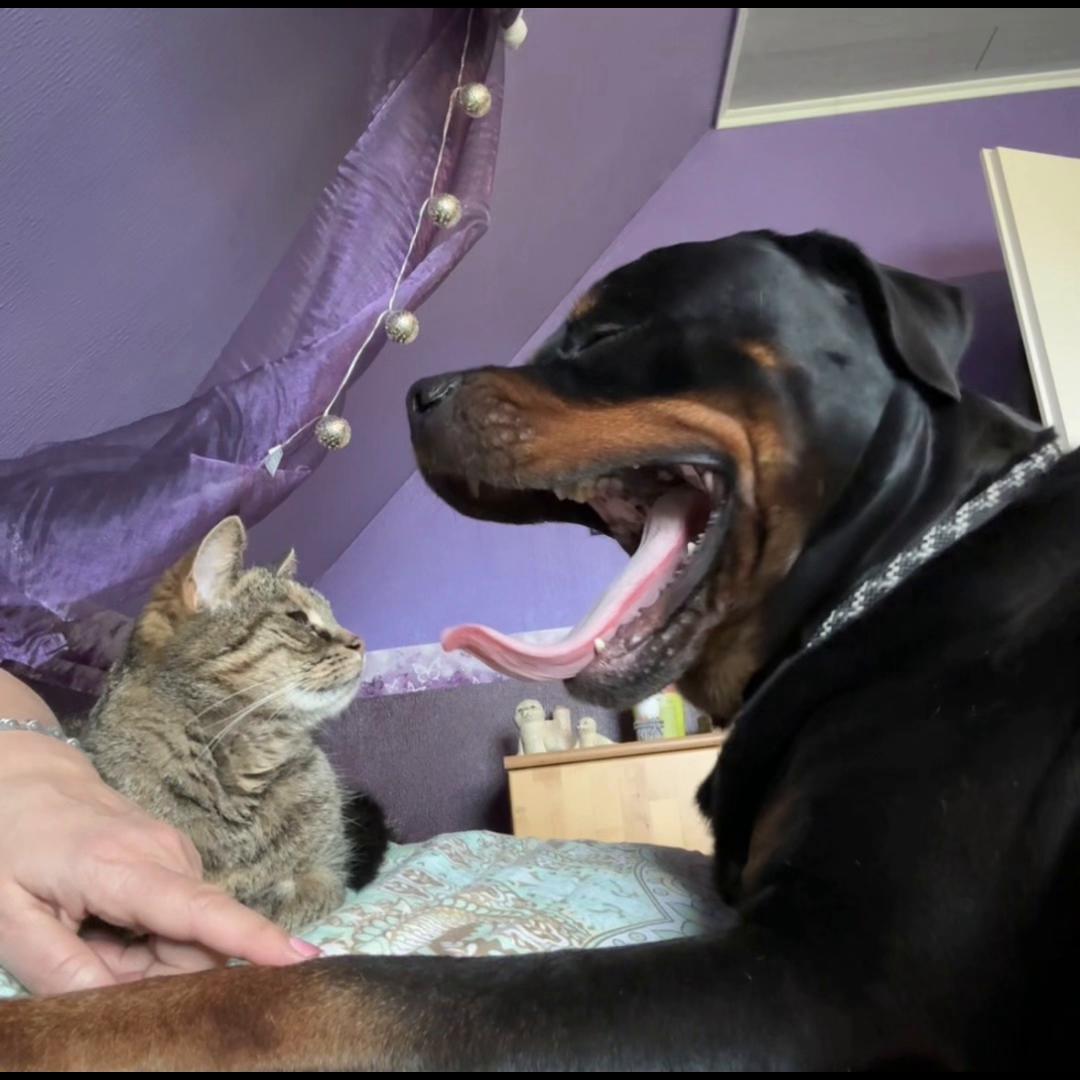 @Saphir🥰🐾