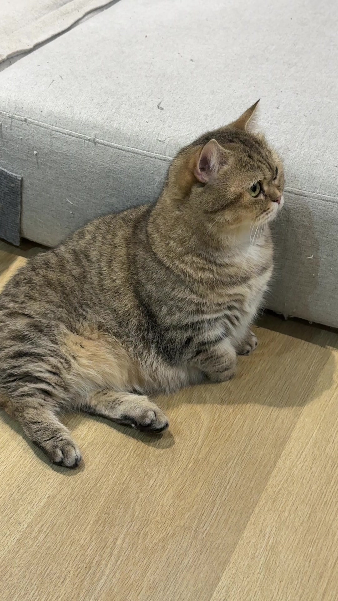 @แมวถังแก๊สชอบกลิ้ง