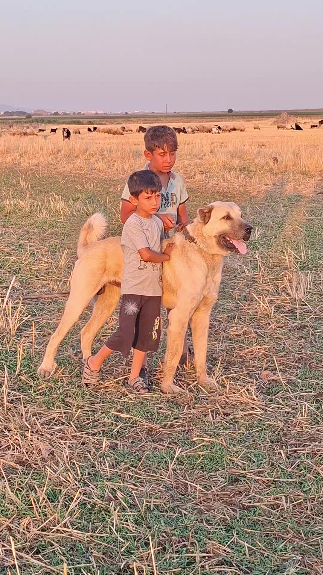 @ali çınar