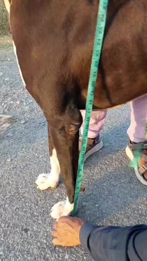 @Peshwar Dogs Center