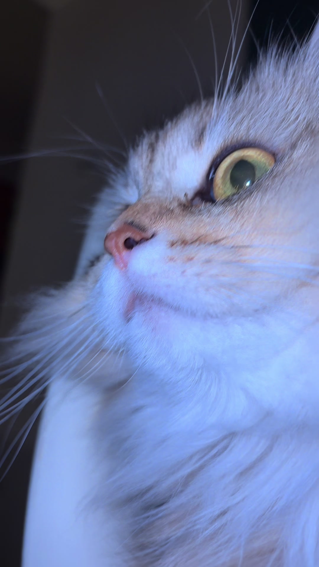 @penka_and_kittens