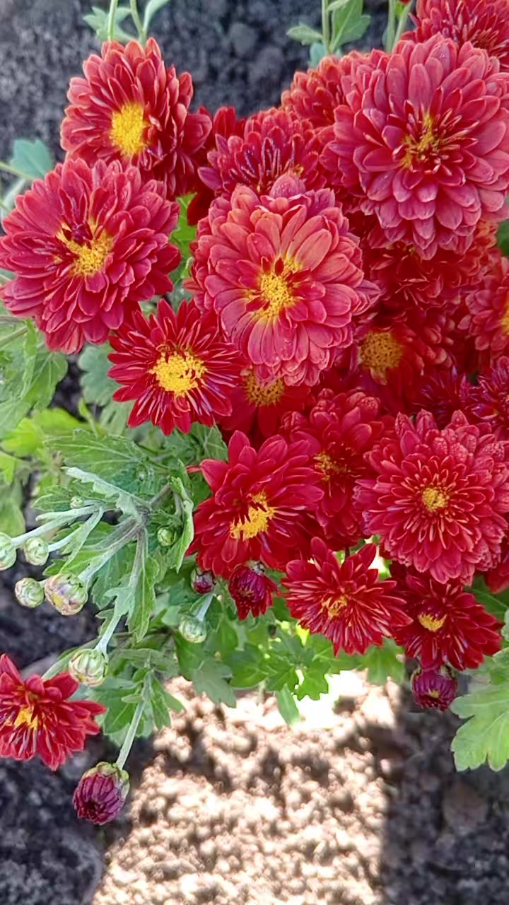 @Окся 🌼🌼🌼