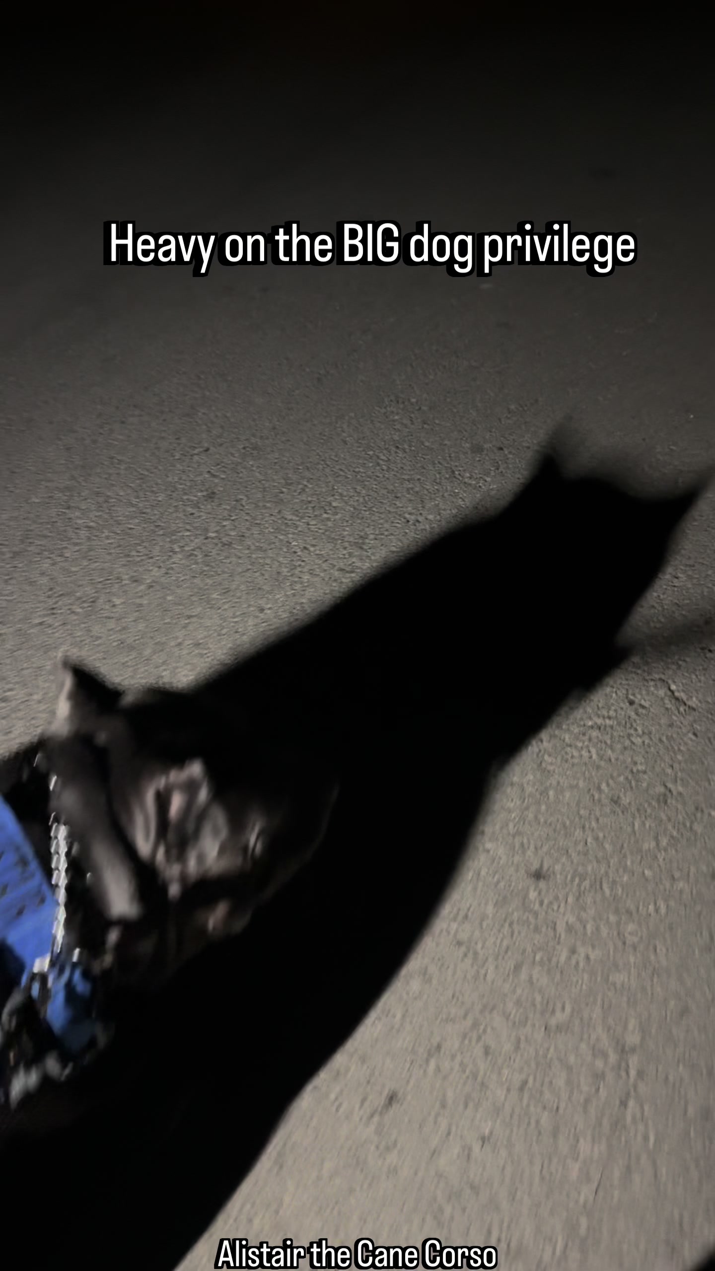 @Alistair the Cane Corso