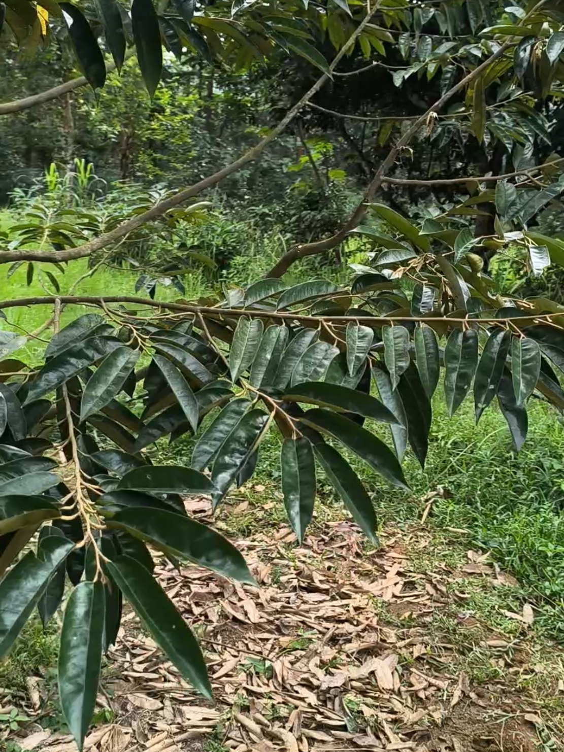 @BRIDGE_FARM