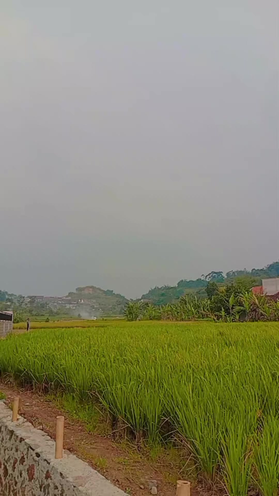 @Zayuran ajang