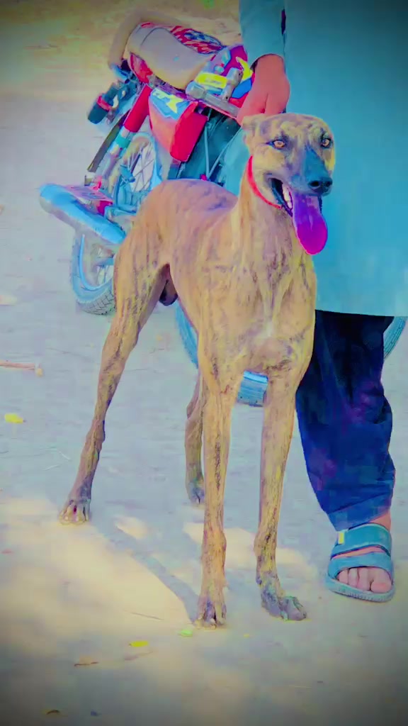 @Ch Bilal Chakwal