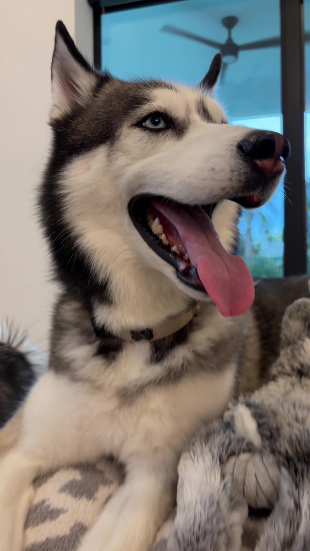 @lifewith2huskies