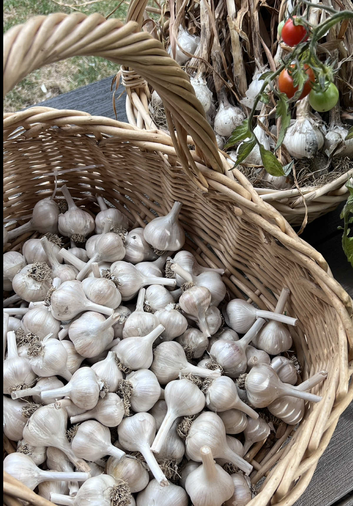 @red.ridge.roots