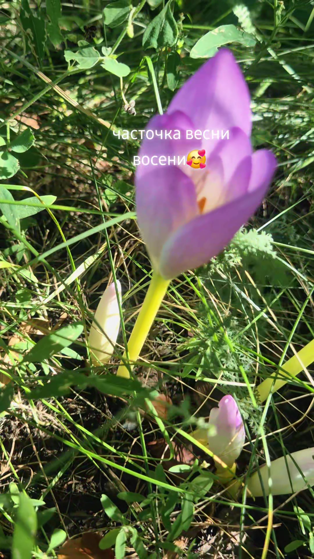 @beverlihilz