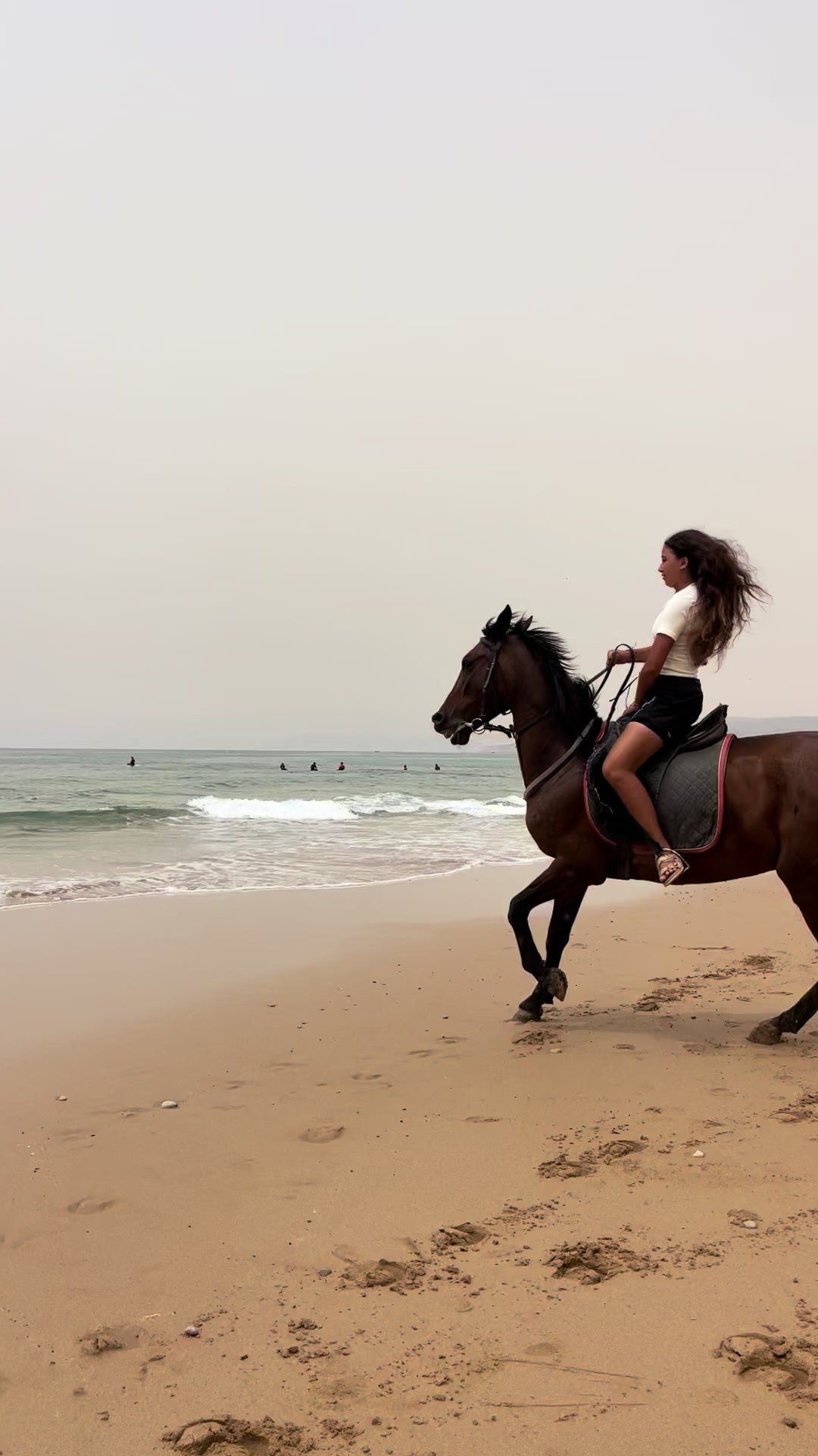 @Cheval_agadir