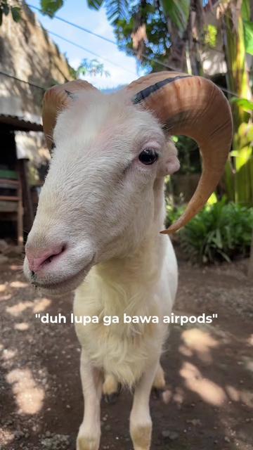 @syaikho