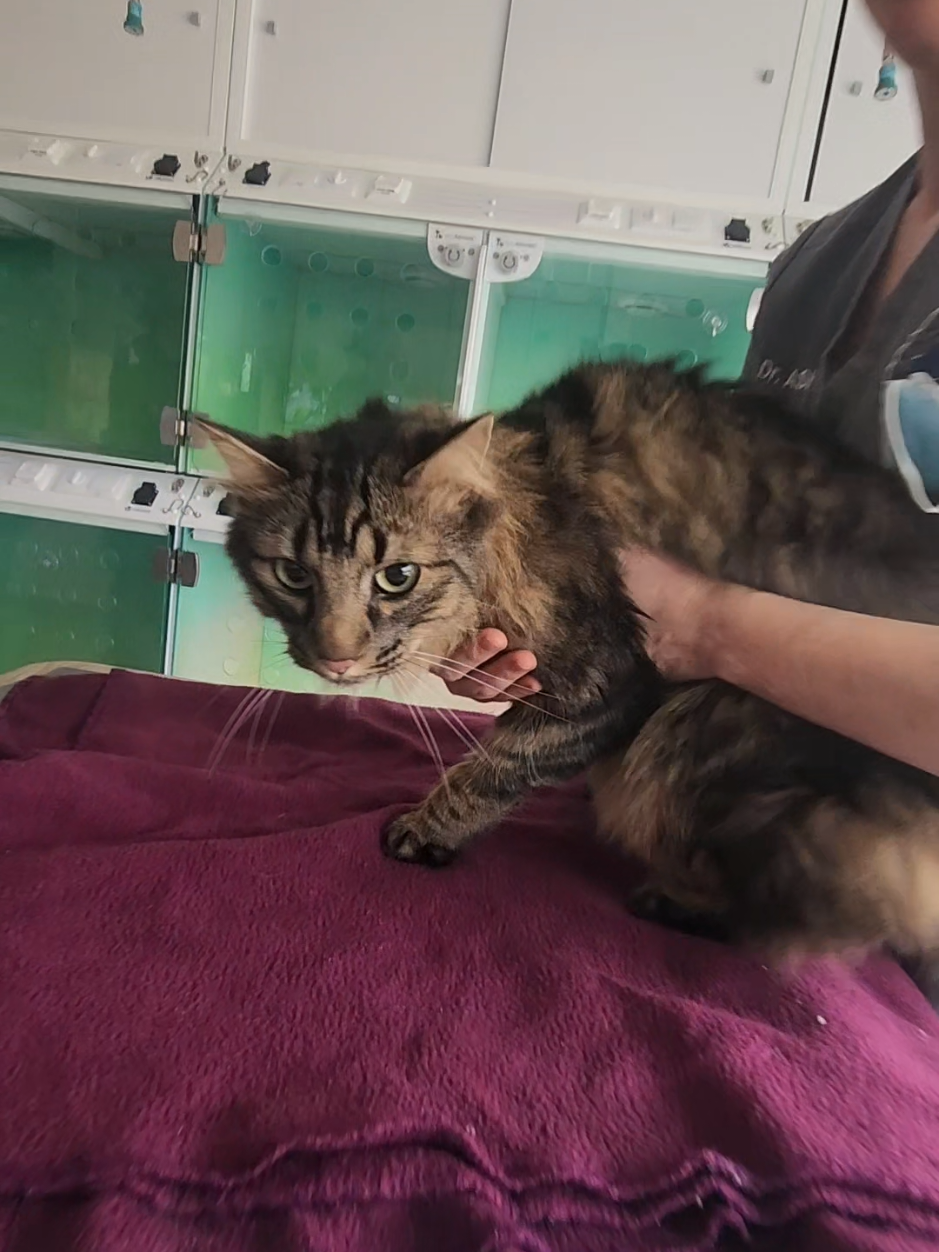 @familypethealth