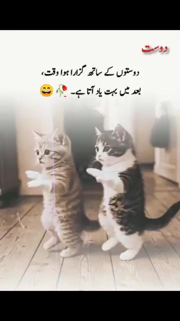 @ranja g 502