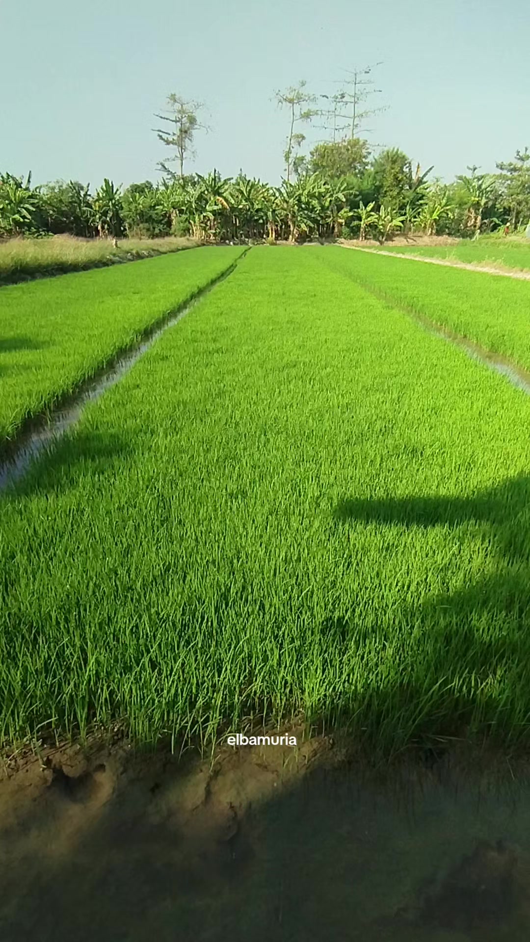 @elbamuria