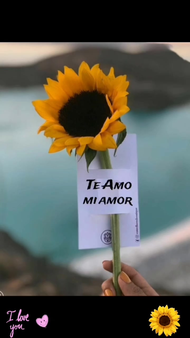 @LOVE❤️🌻Girasol🌻🌻❤️🌻❤️💞