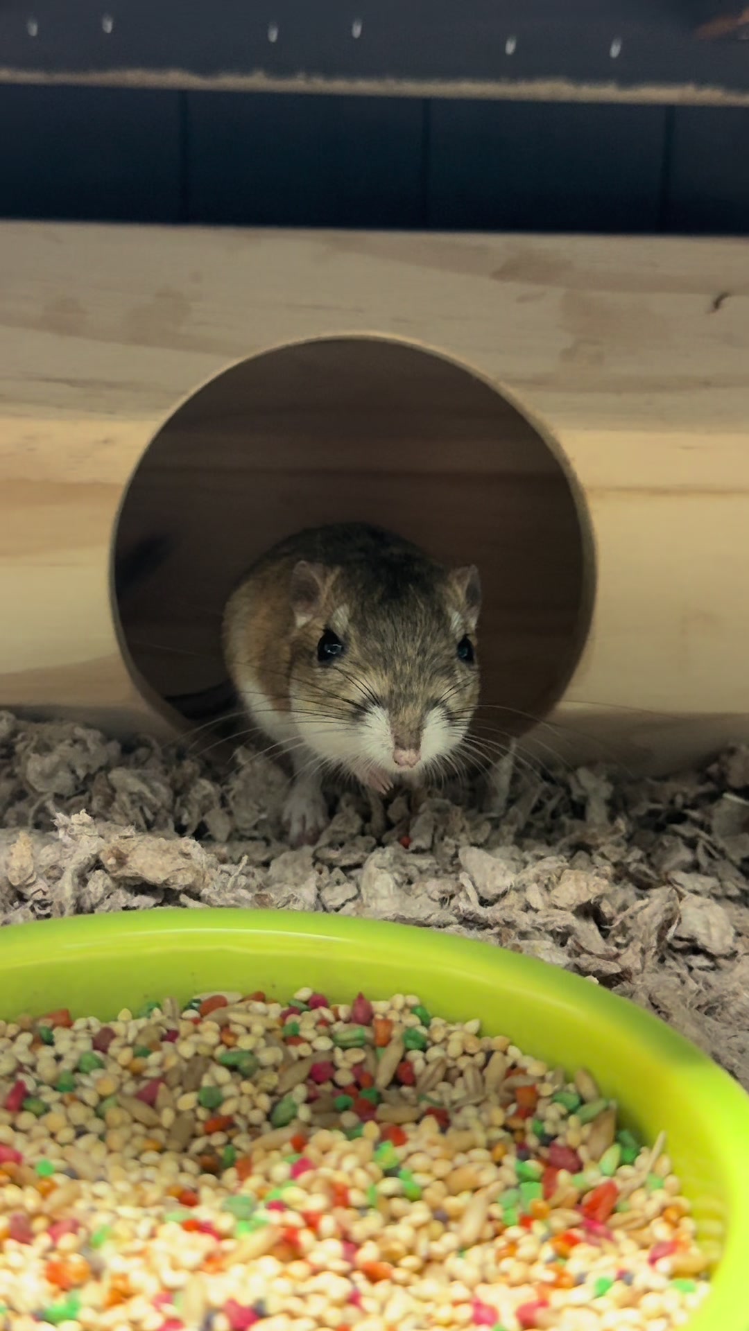 @Tiny Tails Mousery