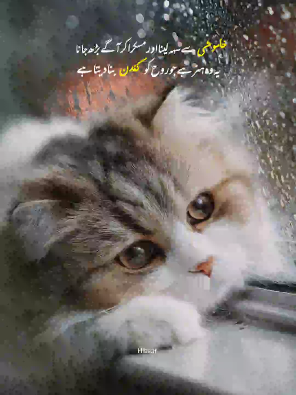 @Aimen Usman