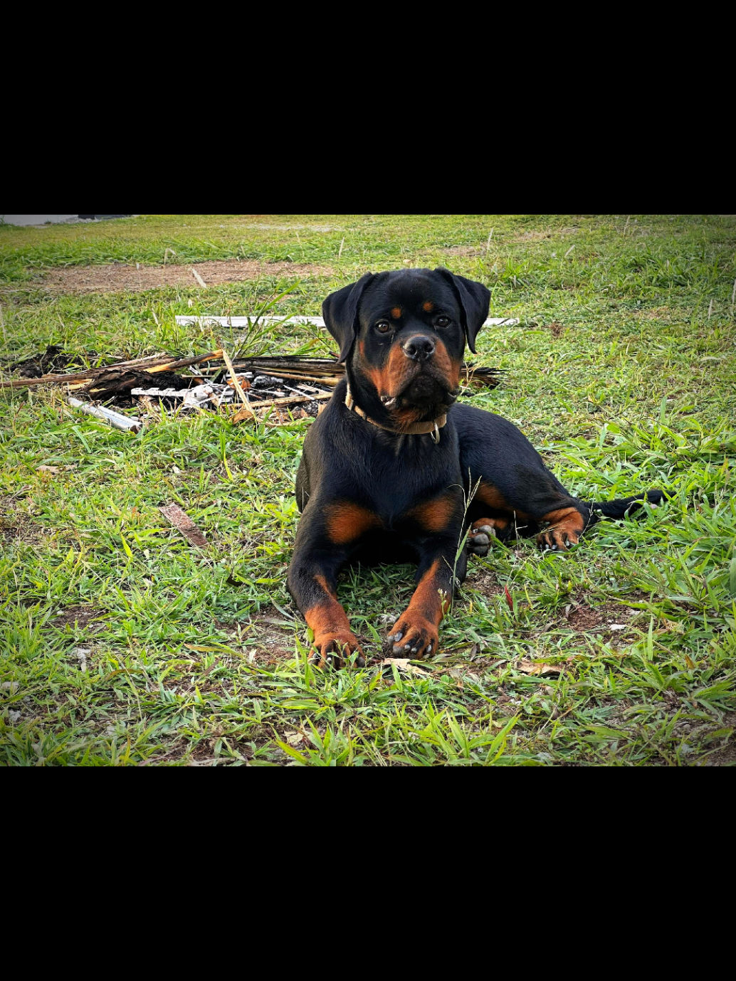 @Bamboozler kennel