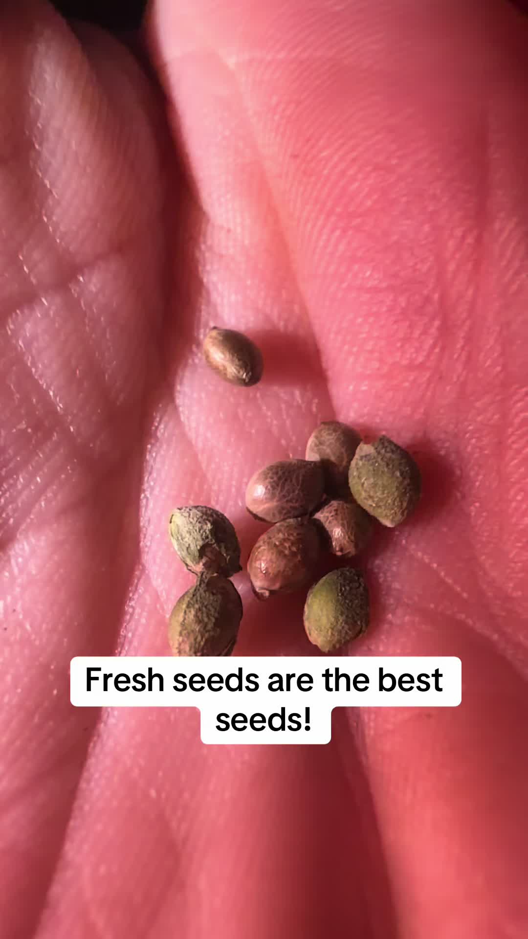 @SEEDTIVA