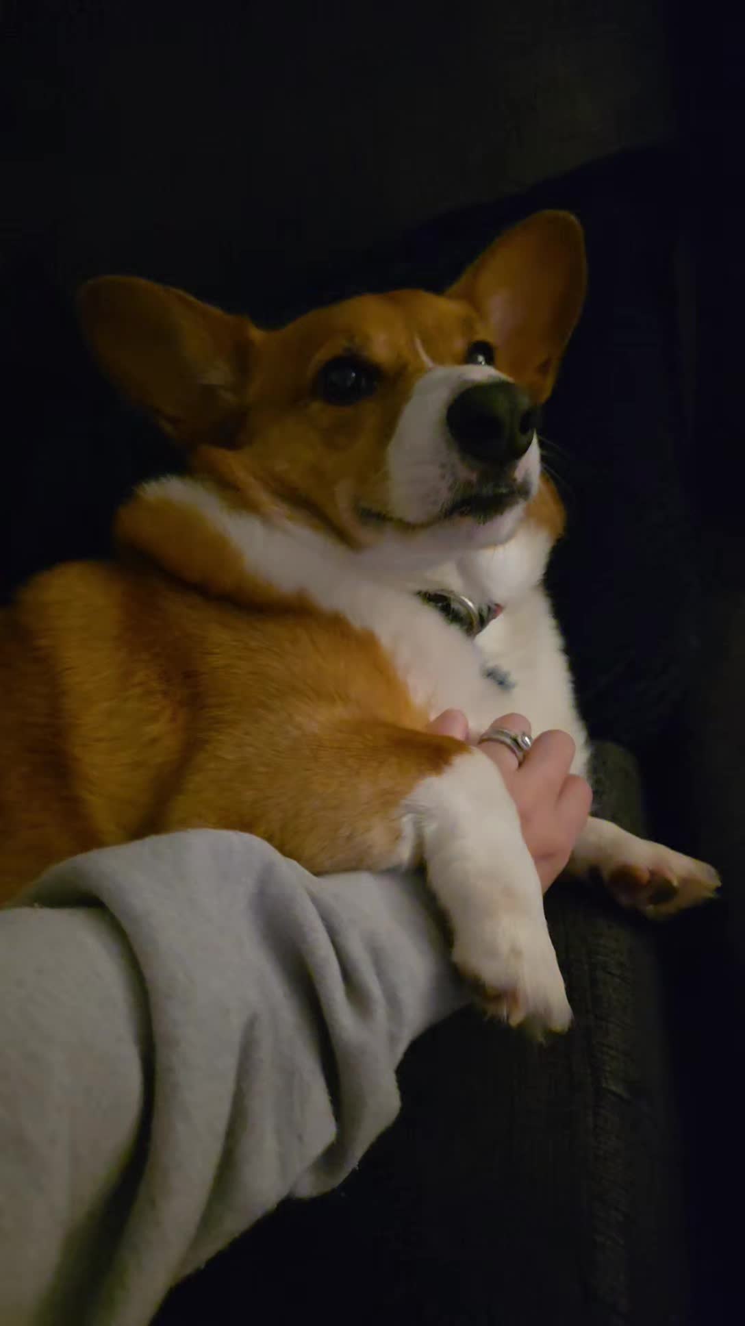 @Chelsea | Corgi Mom 🐾
