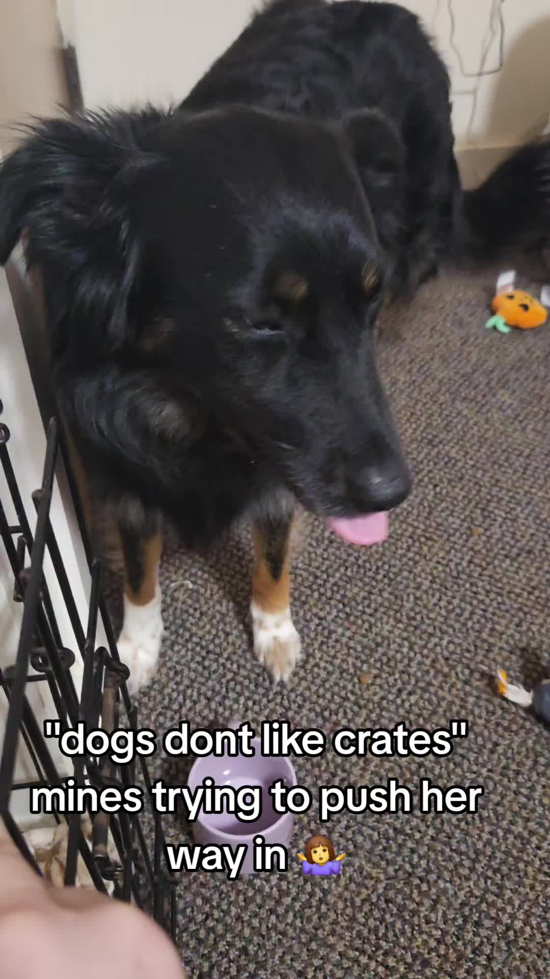 @Nala the Service aussie