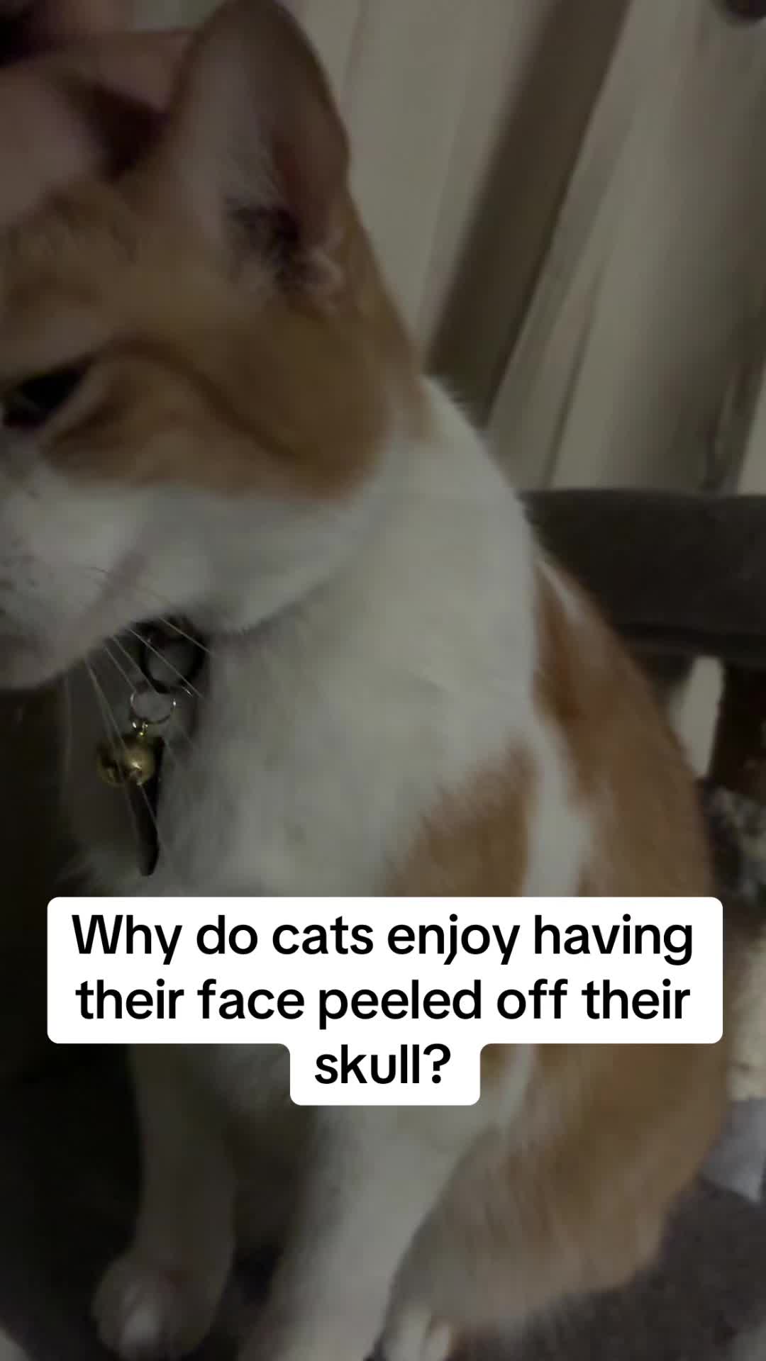 @Neighborhood Cat Man
