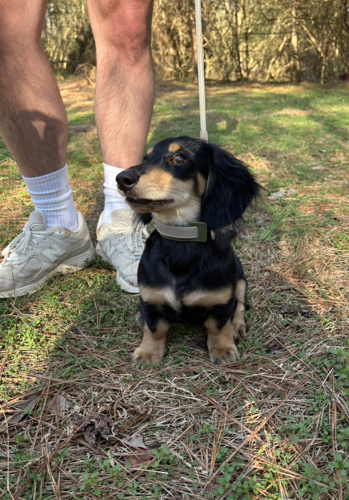 @Eppe | Mini Dachshund