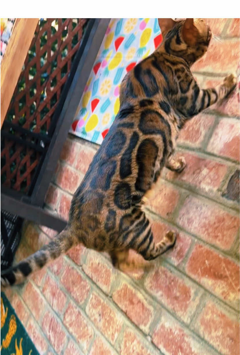 @Jasper🐆Bella🐆Safari🐆