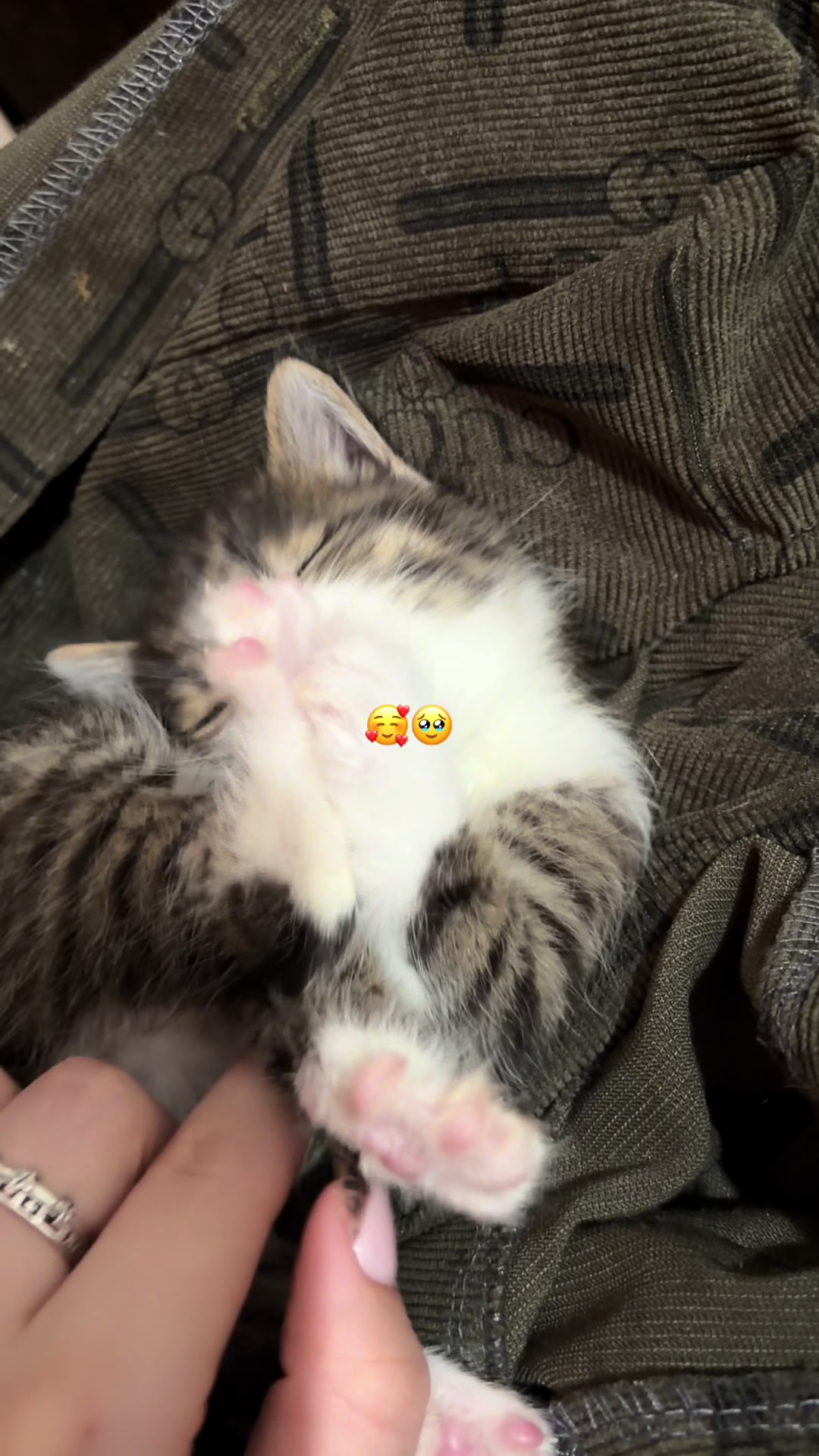 @🐾