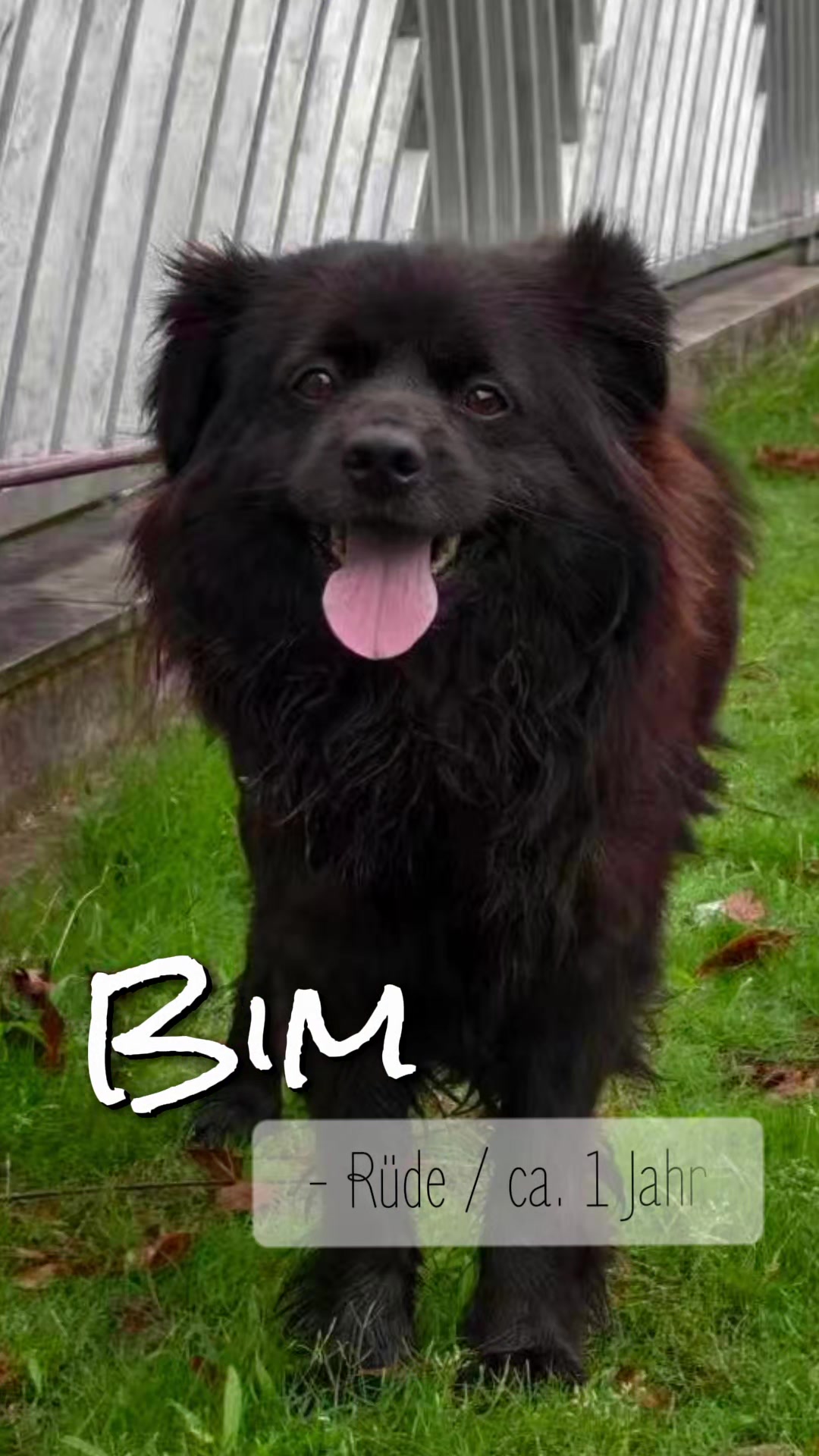 @Bao_En_Temple_animalrescue