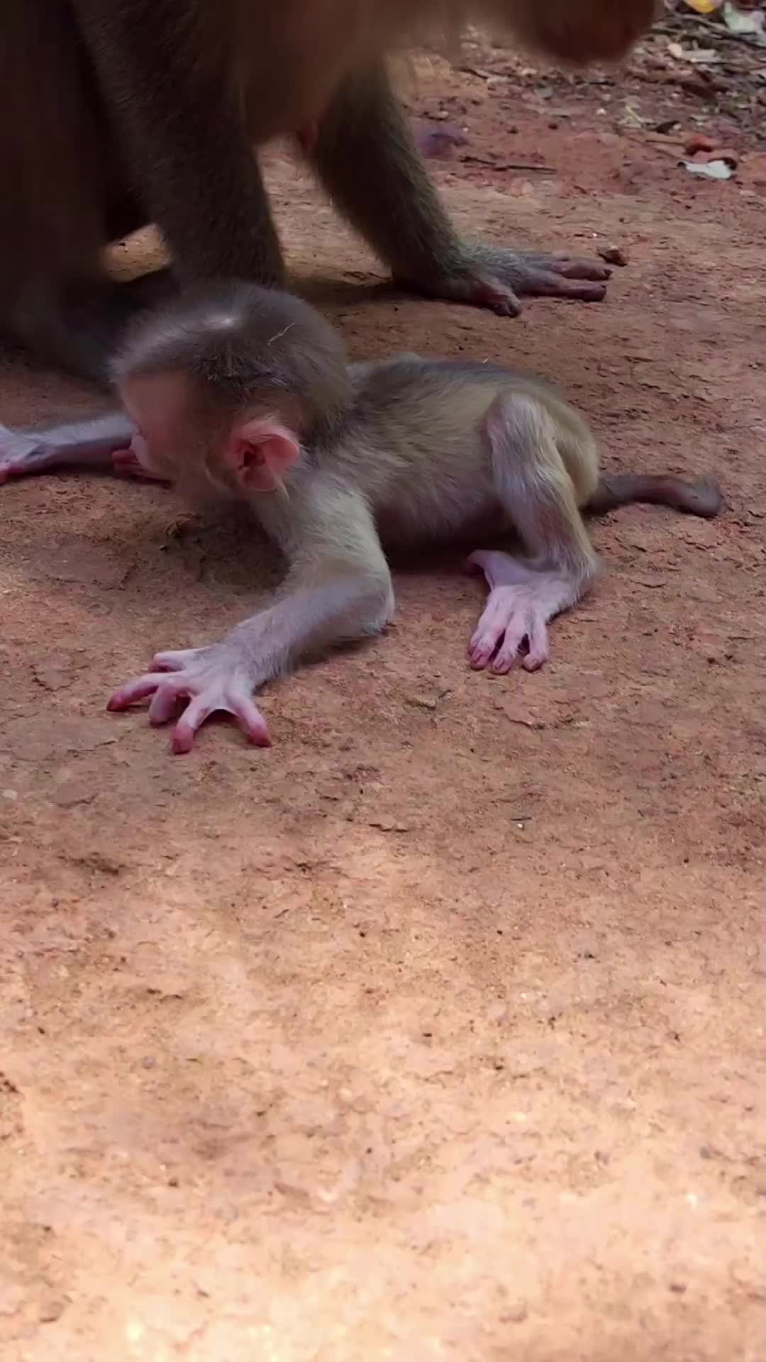 @Monkey Cambodia