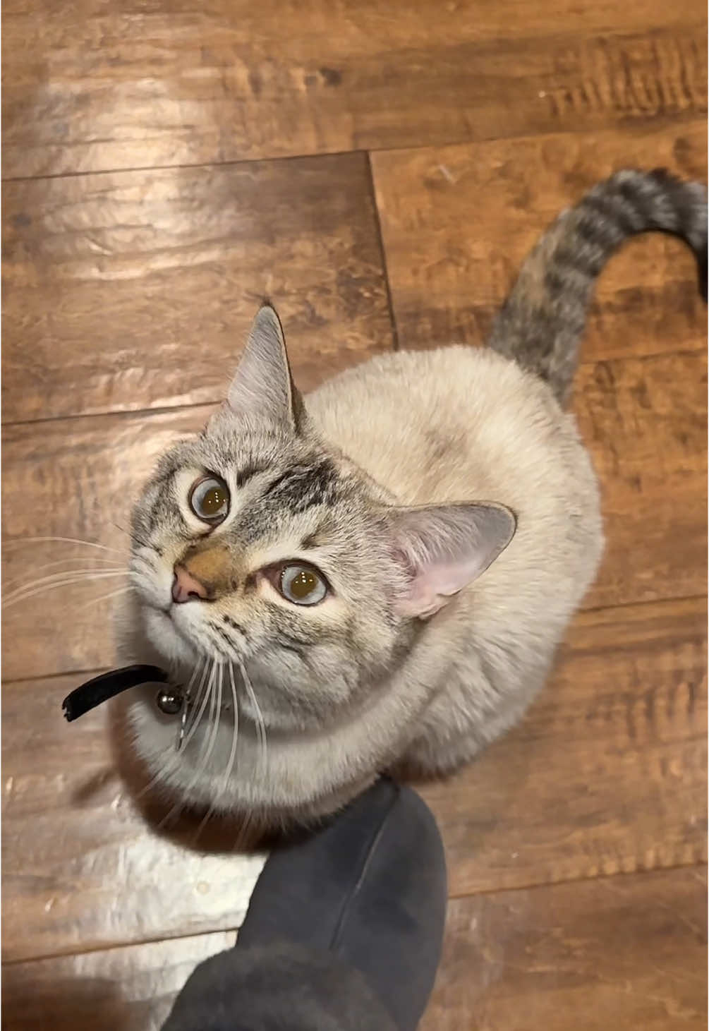 @Ricky and Lucy 🐈&zwj;⬛