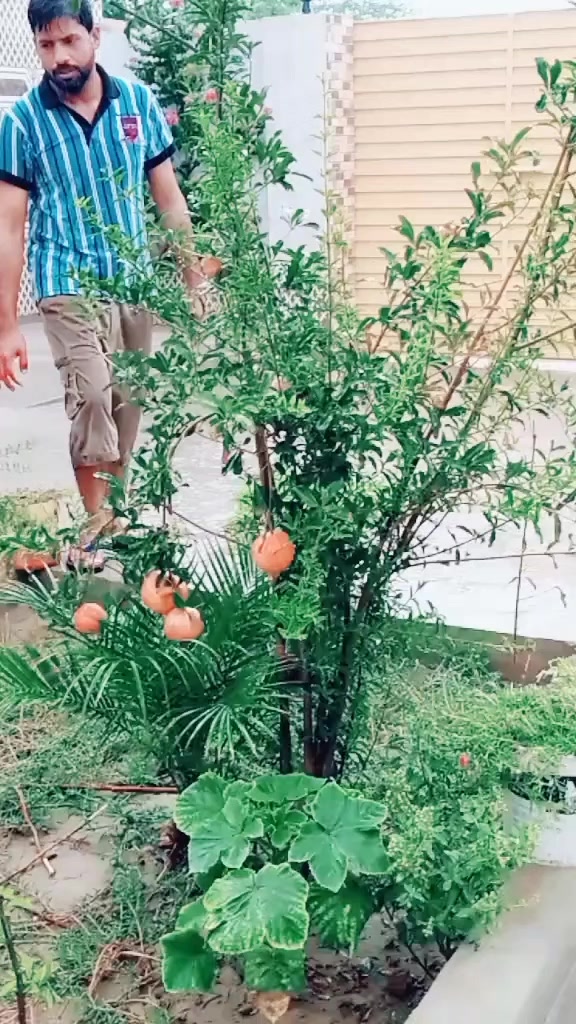 @SAEED PANSOTA