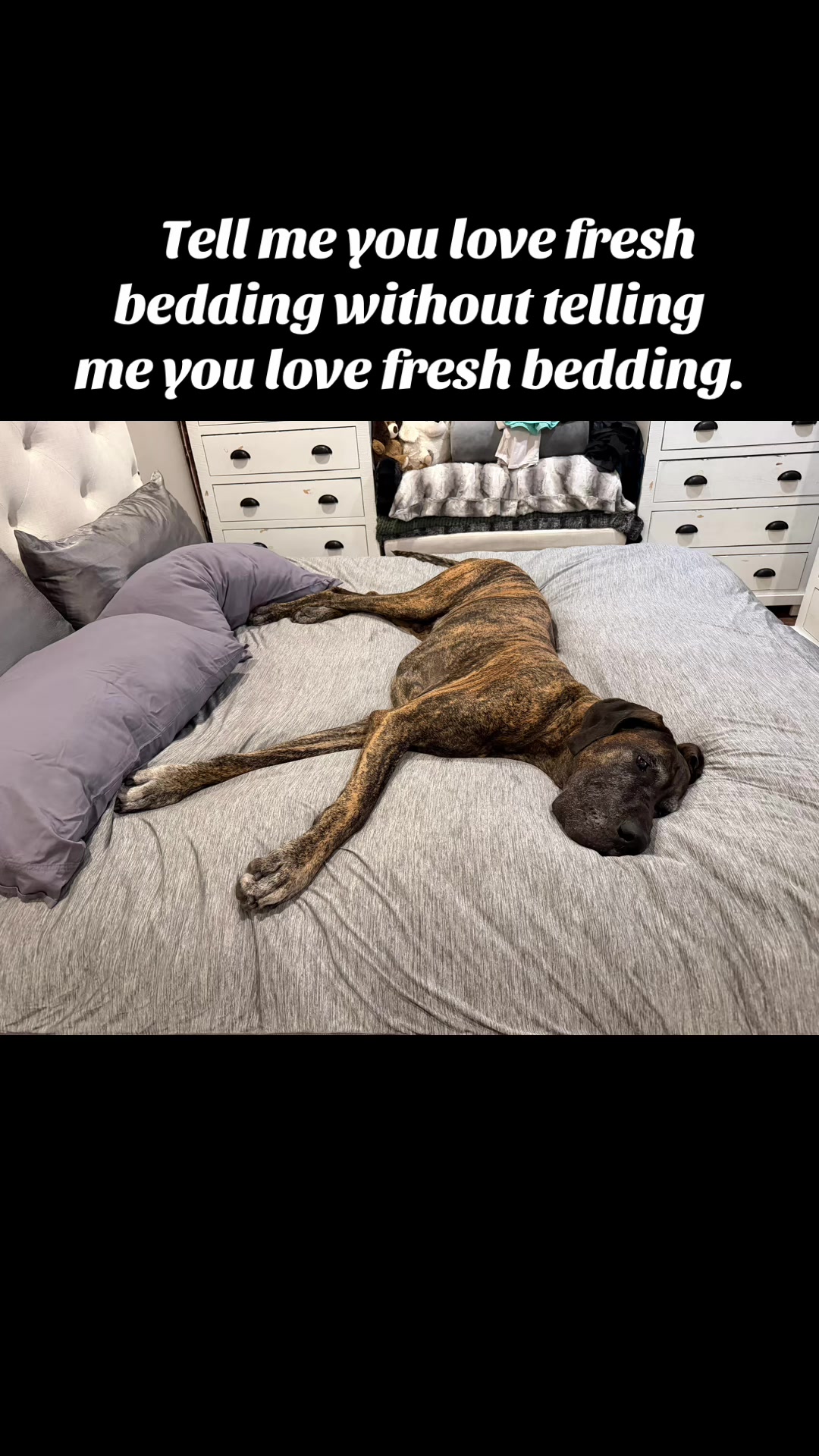 @Anders Bees Knees Great Dane