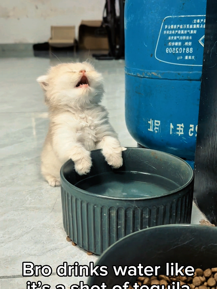 @Cat Lovers Club