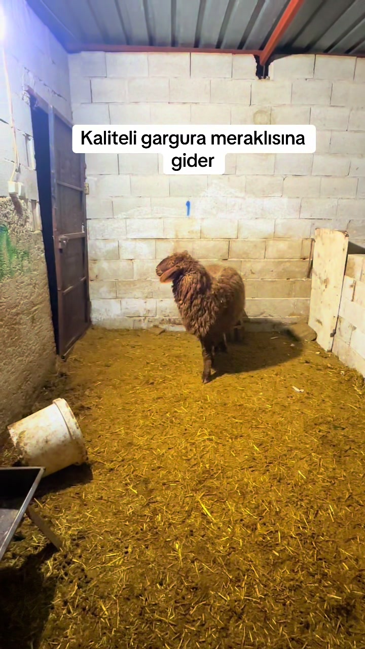 @&Ouml;mer Afşin