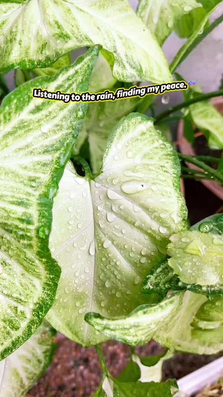 @PremahNoges